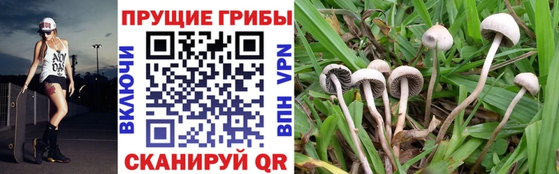 Купить закладки  Каспийск  Псилоцибиновые грибы мухоморы 